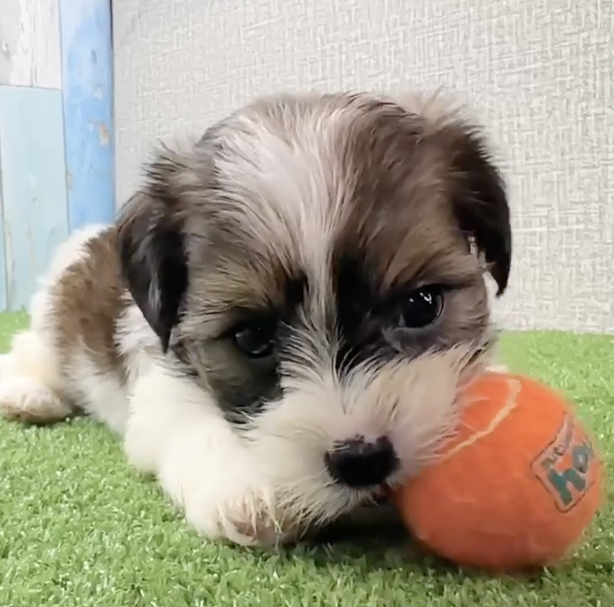 Shorkie Breed Info